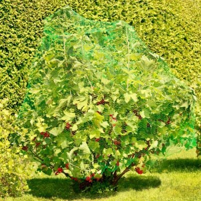 1023959 obstbaum netz