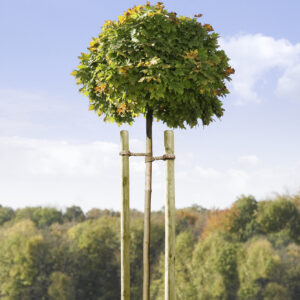 Baumpfähle imprägniert grün