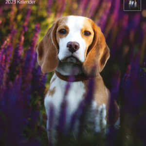 Kalender Beagle