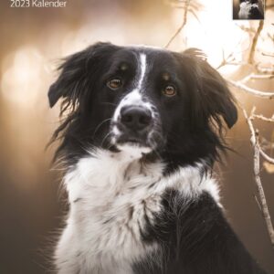 Kalender Border Collies