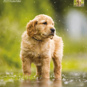 Kalender Golden Retriever