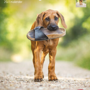 Kalender Rhodesian Ridgebacks