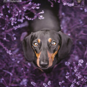 Kalender Teckel