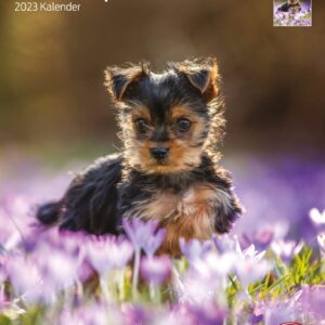 Kalender Hundewelpen
