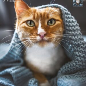 Kalender Katzen