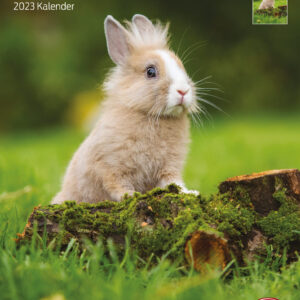 Kalender Kaninchen