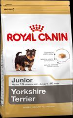 1490630 rc breed yorkshire terrier 29 junior