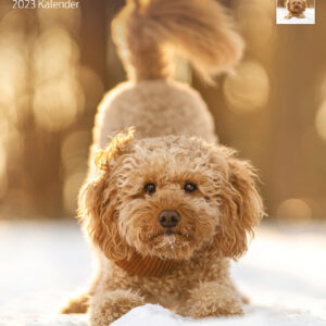 Kalender Golden-und Labradoodle