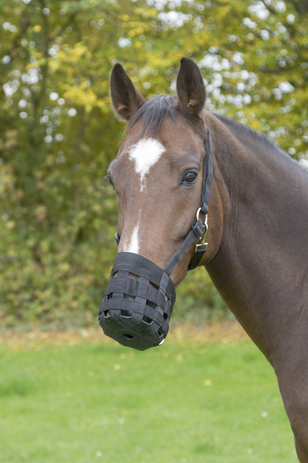 1783805 maulkorb fressbremse nylon