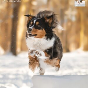 Kalender Australian Shepherd