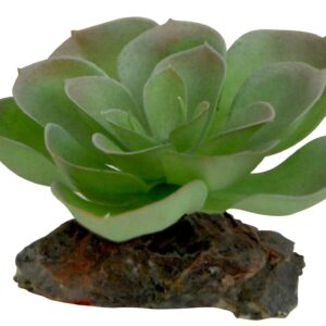 Echeveria