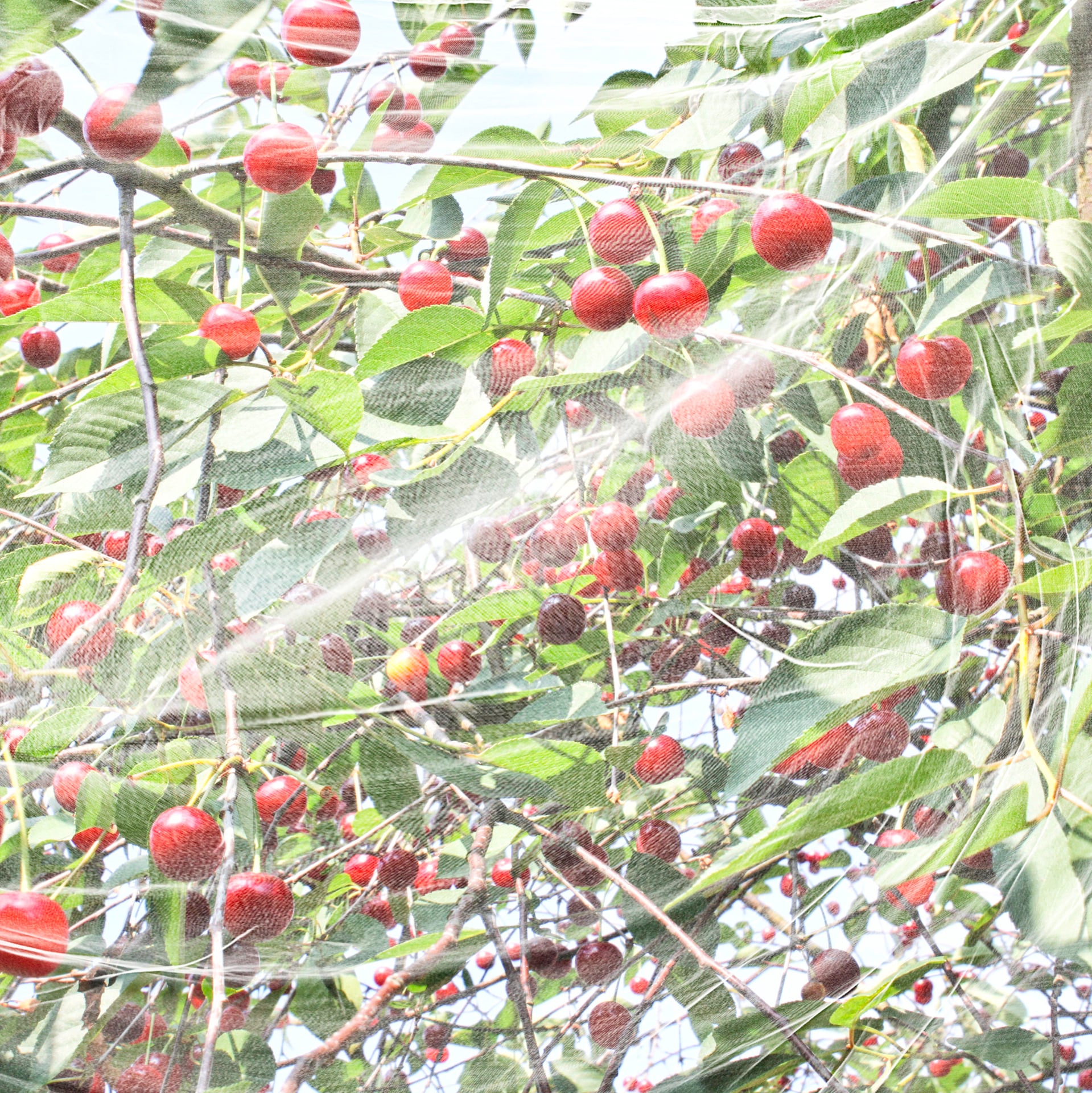 2132721 kirschessigfliegen netz