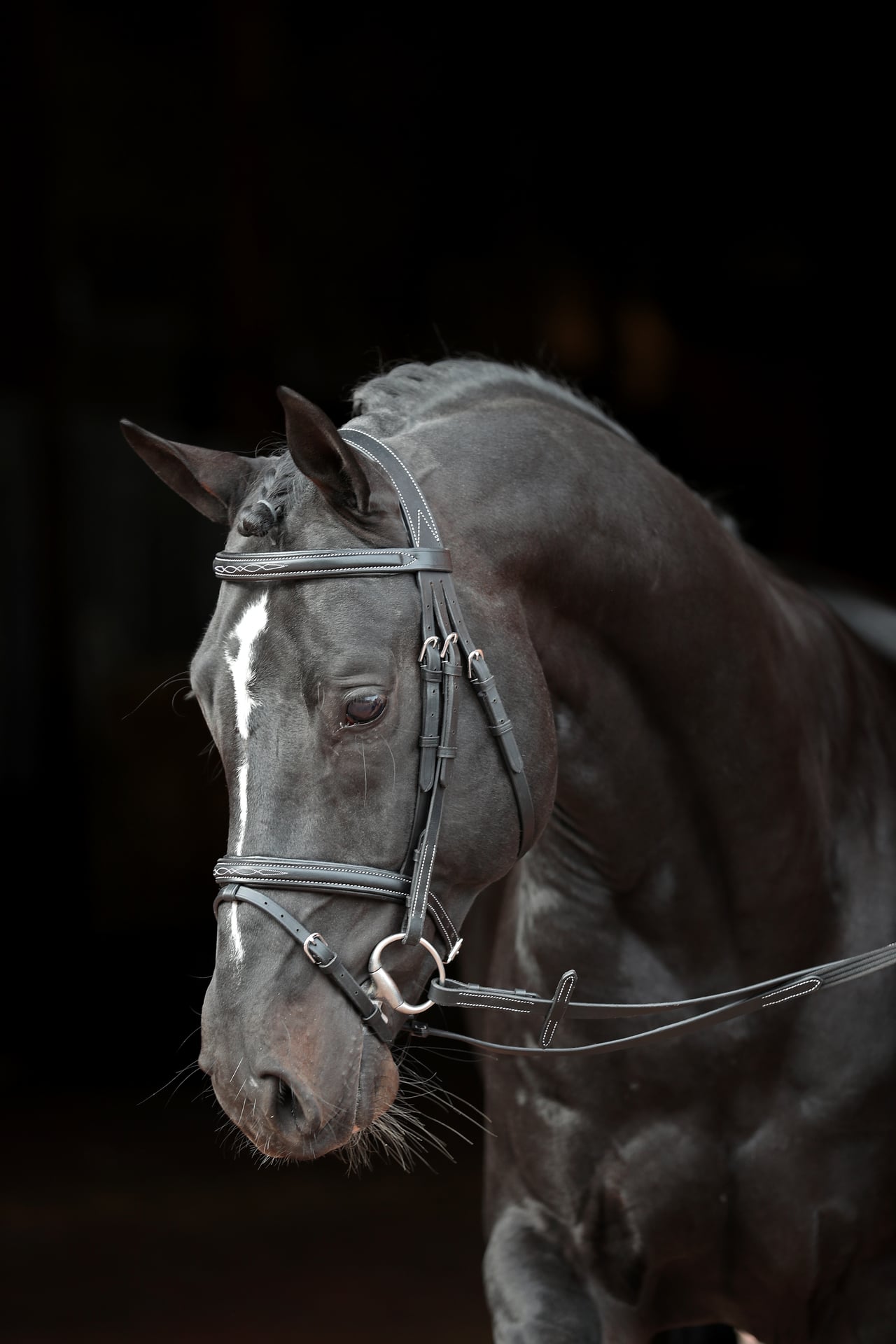 2155598 trensenzaum classic schwarz