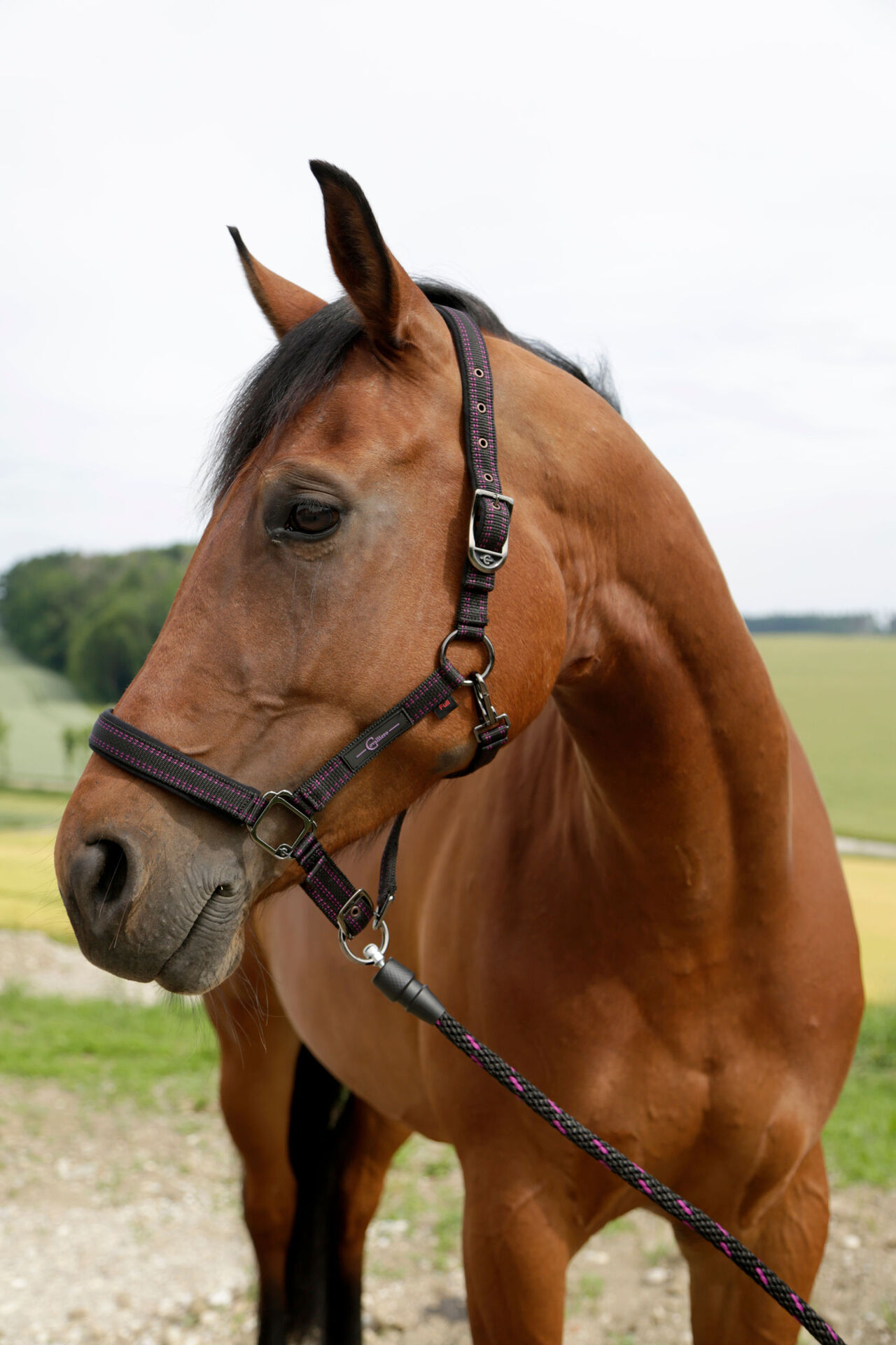 2236170 pferdehalfter fuer goleygo system