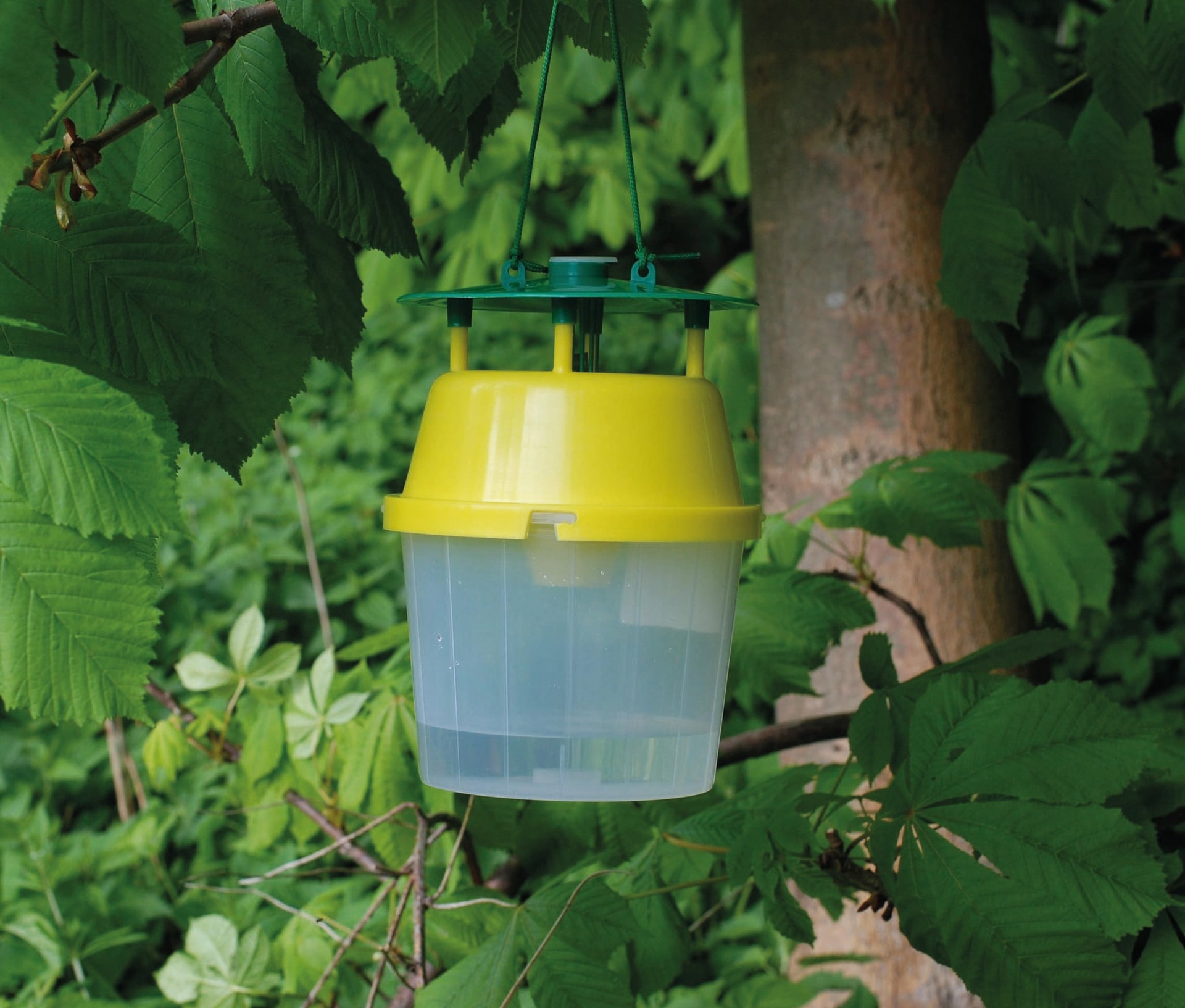 2258589 kastanienminiermottenfalle gelb inkl lockstoff