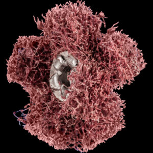 POLINOX-Sterne PNST, Gewinde 8-32 UNC