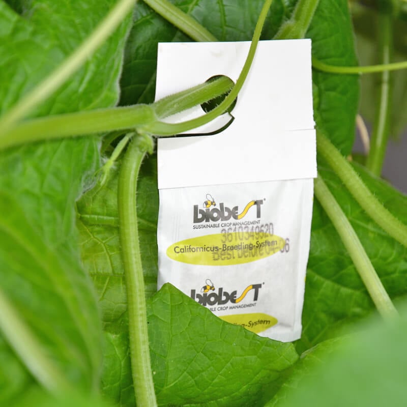 Amblyseius californicus (Raubmilben gegen Spinnmilben), 5 Tüten 1 Amblyseius californicus (Raubmilben gegen Spinnmilben), 5 Tüten