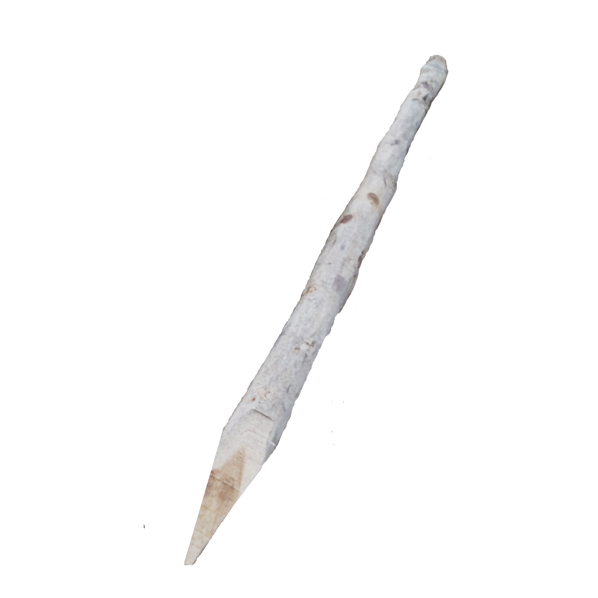 2779213 robinie pfaehle mit spitze wie gewachsen