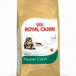 Feline Maine Coon 31