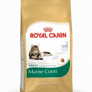 Feline Maine Coon 31