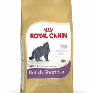 Feline British Shorthair