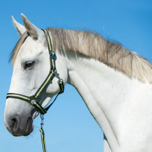 Nylonhalfter Hippo, Pony