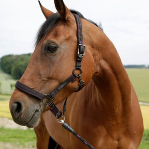 Pferdehalfter für Goleygo-System