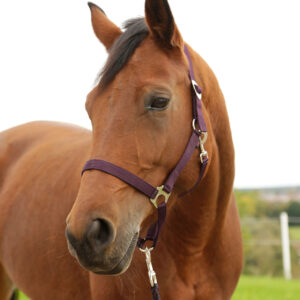 Nylonhalfter Hippo, Pony