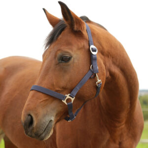 Nylonhalfter Hippo, Pony