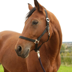 Nylonhalfter Hippo, Pony