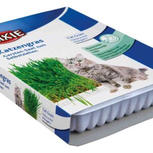 Katzengras