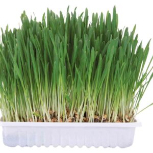 Kleintiergras