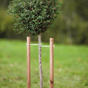 Baumpfähle imprägniert grün