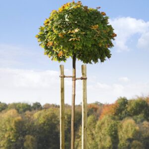 Baumpfähle imprägniert grün
