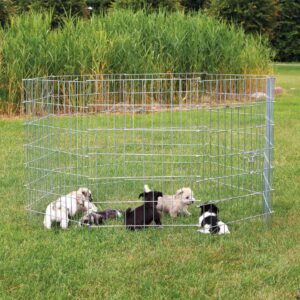 Freilauf für kleine Hunde