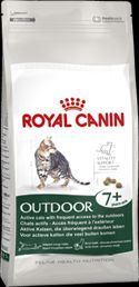 RC Feline Outdoor 7
