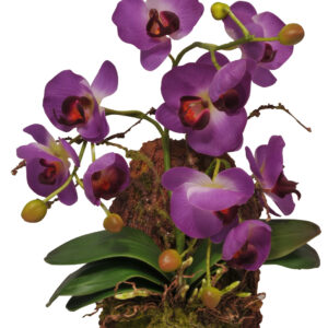 Hänge-Orchidee