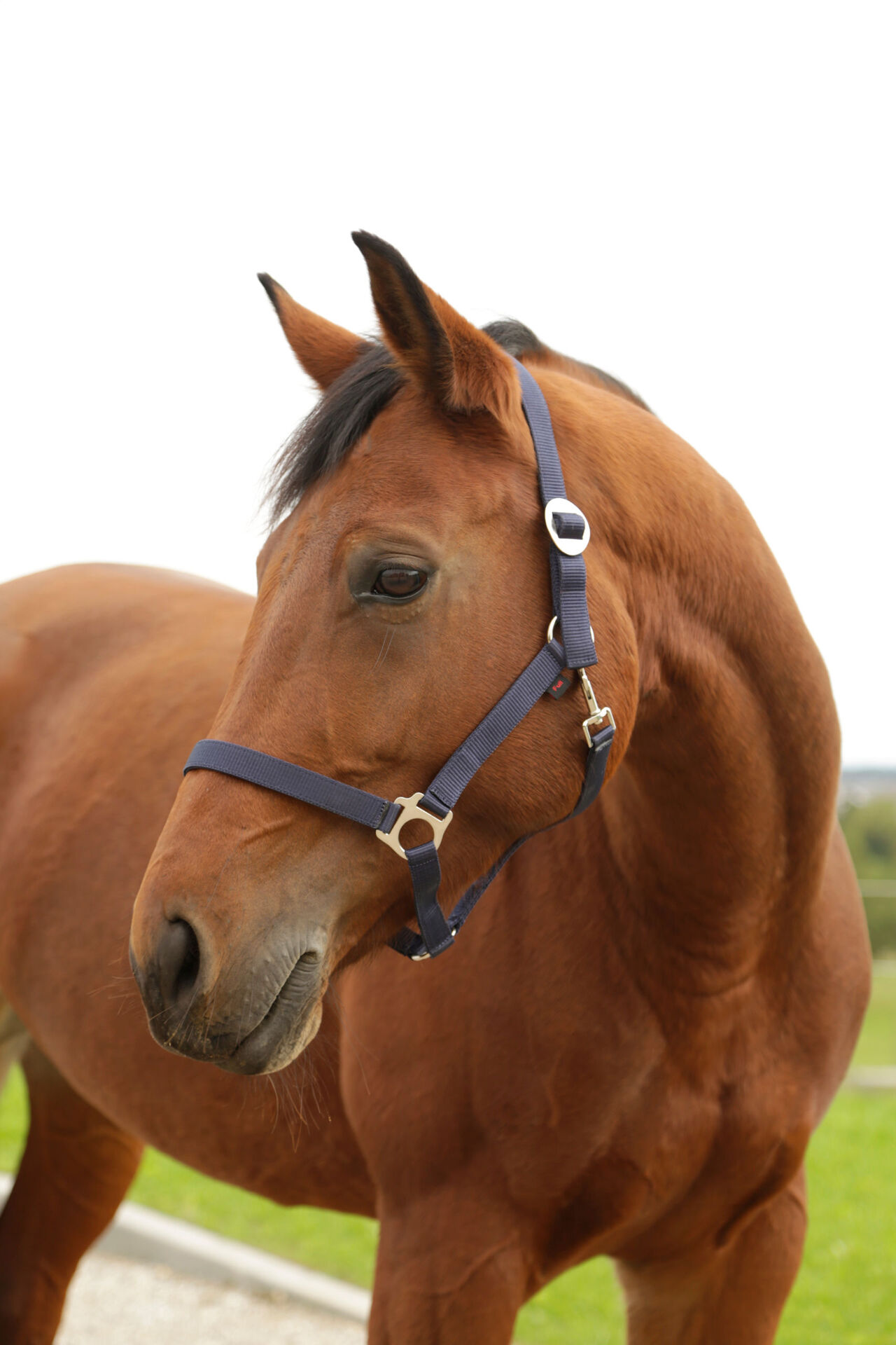 Nylonhalfter Hippo, Pony 1 Nylonhalfter Hippo, Pony