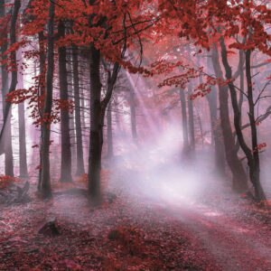 Kunstdruck auf Leindwand: Wald